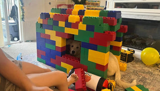 Build Something Paw-some This National Pet Day with Biggo Blocks